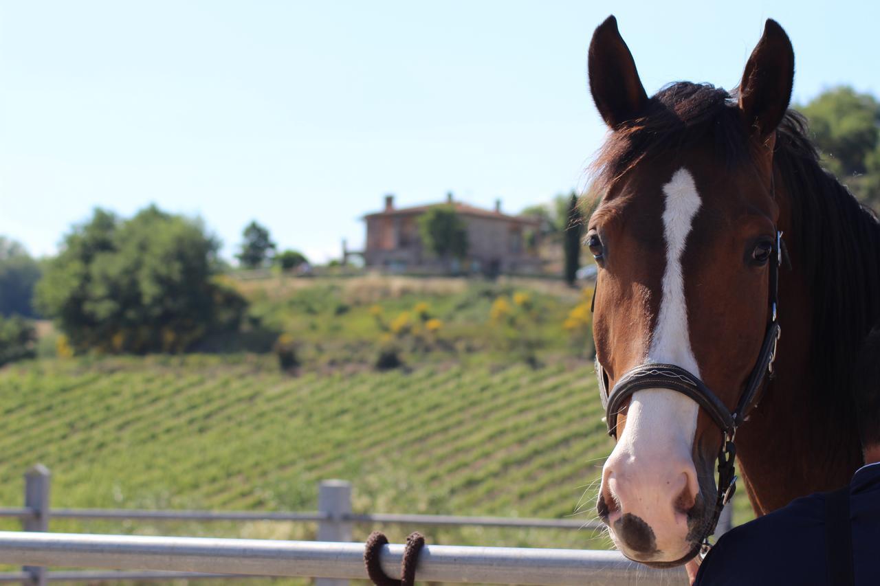 Agriturismo Fattoria Di Monticello San Venanzo Zewnętrze zdjęcie